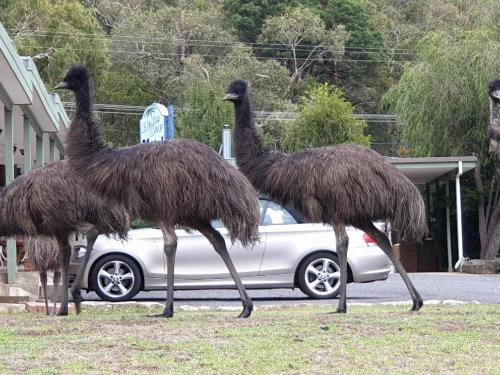 Halls Gap Motel Bagian luar foto