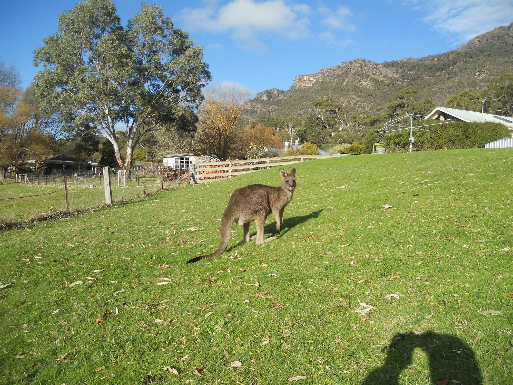 Halls Gap Motel Bagian luar foto